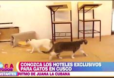 Conoce todos los hoteles exclusivos para gatos en Cusco