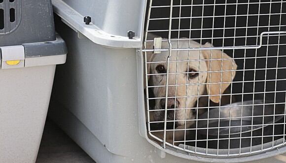 Un perro permanece en su jaula, a la espera de ser trasladado durante un viaje: (Foto: Referencial / AFP)