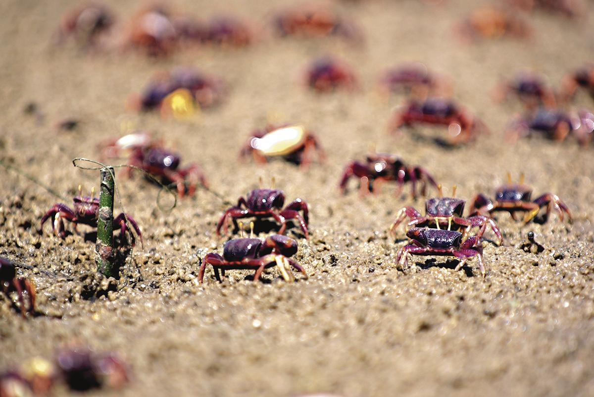 Crisis de vivienda entre los cangrejos ermitaños.