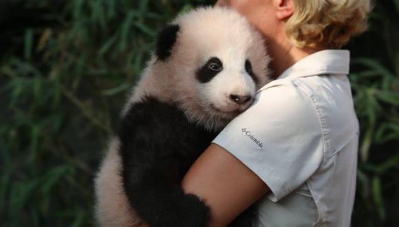 "Tesoro del cielo": El primer bebé panda nacido en Bélgica