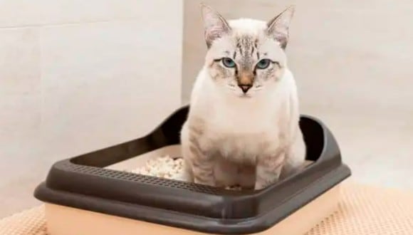Los 3 trucos caseros que limpian el arenero de un gato, RESPUESTAS
