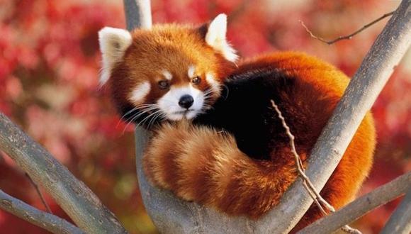 Los pandas rojos son pequeños mamíferos con colas largas y peludas, que tienen unas características marcas rojas y blancas en su sedoso pelo (Foto: pixabay)