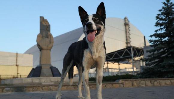 Un perro callejero cerca de la planta nuclear de Chernóbil en 2017. (GETTY IMAGES).