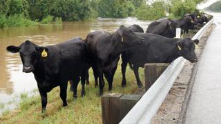 Cambios en ADN de animales domésticos afectaría la agricultura