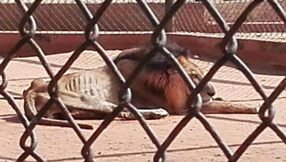 La fIscalía de Venezuela ordenó que el Zoológico del Zulia cierre sus puertas al público mientras sus animales enfrentan severa desnutrición. (Foto: Twitter)