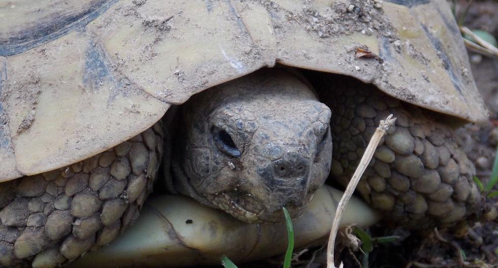 La tortuga falleció a los 344 años. (Foto: Referencial - Pixabay)