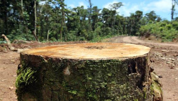 Deforestación: Perú alcanzó niveles máximos en últimos 13 años