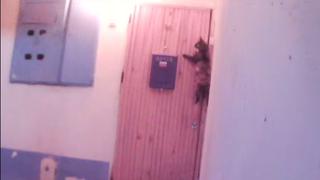 "Gato educado" toca  el timbre para entrar a su casa [VIDEO]