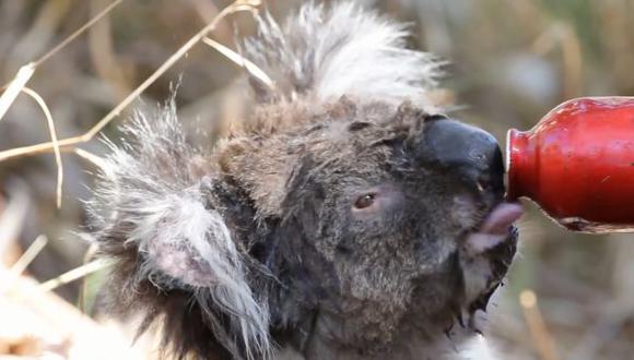 YouTube: rescatan a koalas sedientos de incendio forestal
