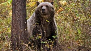 Rescatan a un hombre que resistió durante una semana el acoso de un oso en Alaska
