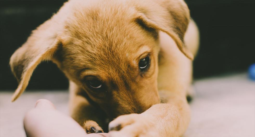 No es la primera vez que pasa y probablemente tampoco será la última, Verdant es un perro verde, cuyo color tiene una perfecta explicación científica. (Foto: Pixabay) | Referencial