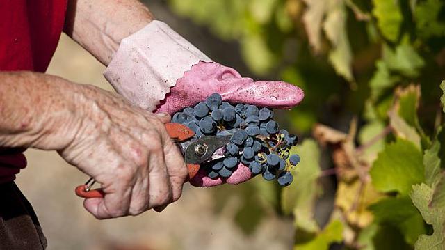 Uvas lideran el ránking de exportación de frutas y hortalizas