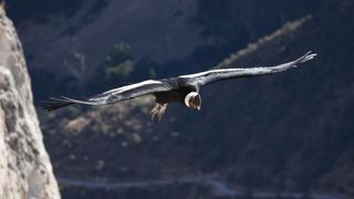 El Perú se está quedando sin cóndores andinos: hay al menos 301 ejemplares de esta especie en peligro de extinción