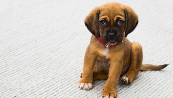 Los cachorros son los que suelen incumplir más la regla de que no se orina dentro de casa. (Foto: Torsten Dettlaff / Pexels)