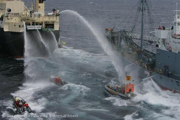 Los barcos inflables de Greenpeace intentan obstaculizar el traslado de una ballena minke muerta desde el barco de la flota ballenera japonesa Kyo Maru No.1 al barco factoría Nisshin Maru. Greenpeace