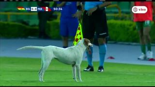 Perú vs. Bolivia: partido del Preolímpico Sub 23 se detuvo por el ingreso de un perro al campo [VIDEO]