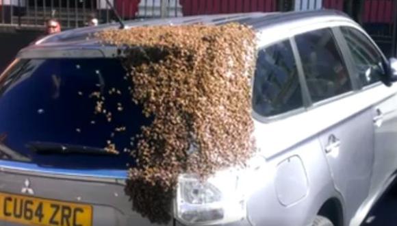 Mujer de la tercera edad fue perseguida por abejas [VIDEO]