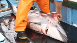 Unos 15 mil delfines mueren al año a manos de pescadores ilegales en Perú