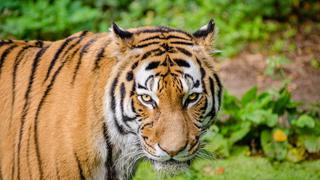 Una mujer se enfrenta mano a mano a un tigre para salvar a su bebé de 15 meses