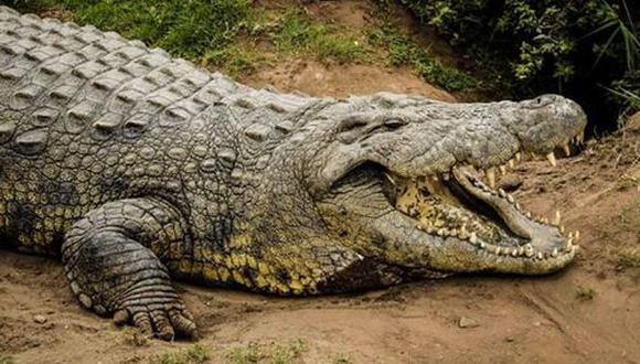 El cocodrilo más longevo del mundo cumple 114 años