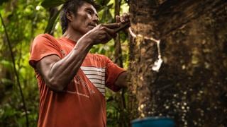 En tiempos de pandemia, nuestra salud también está en los bosques