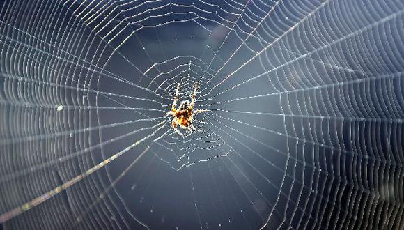 Arañas controlan la tensión de su tela para identificar presas