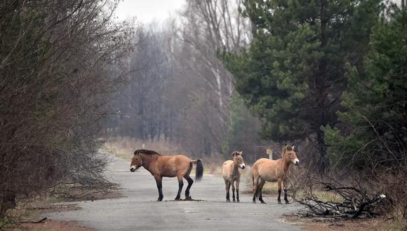 El caballo de Przewalski es una especie en extinción que sorpresivamente deambula por el área de Chernóbil.
