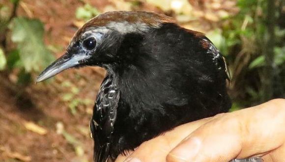 Esta ave se encontró en la "zona de amortiguamiento" del parque nacional Cordillera Azul, que se encuentra en la selvática región de San Martín. (Foto: Sernanp)