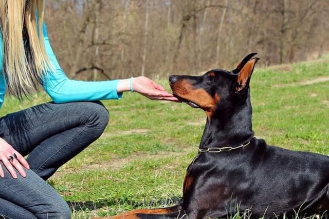 Marie Trainer fue contagiada de una bacteria cuando se perro le lamió y su vida corrió peligro. (Imagen referencial / Pixabay)