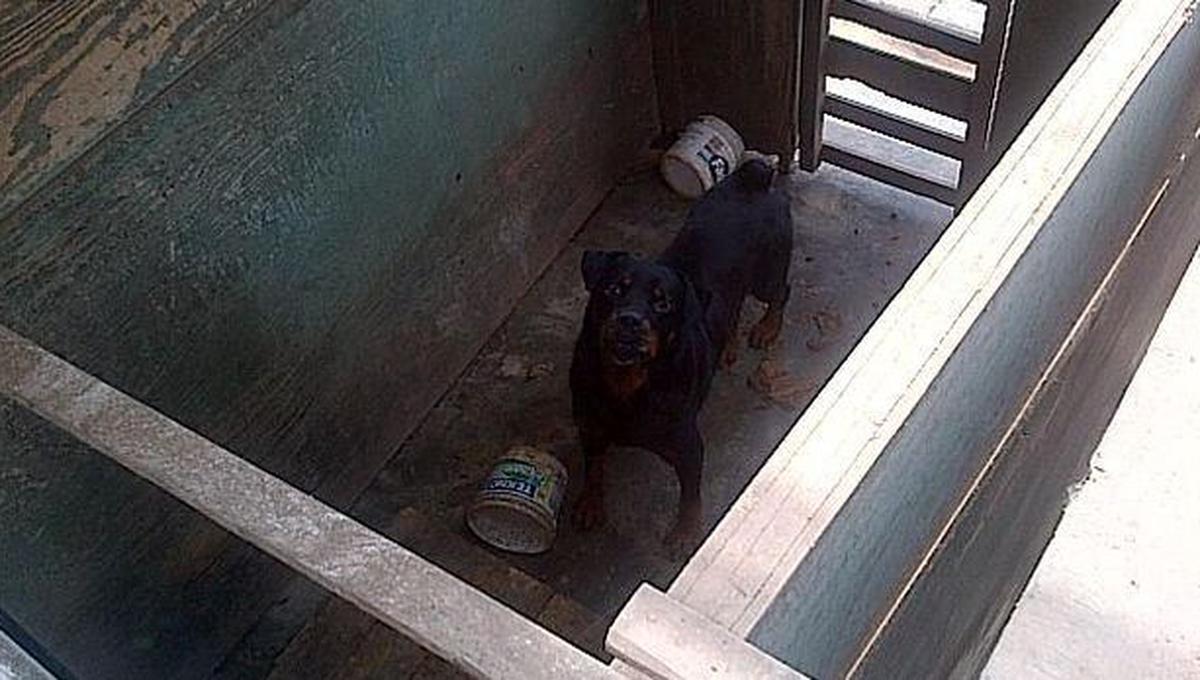 Carmen de la Legua: perros de comuna en abandono y sin alimento