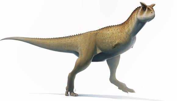 Guemesia ochoai  podría haberse parecido a parientes como  Carnotaurus sastrei (en la ilustración). (Foto:  Fred Wierum/CC BY-SA 4.0 a través de Wikimedia Commons)