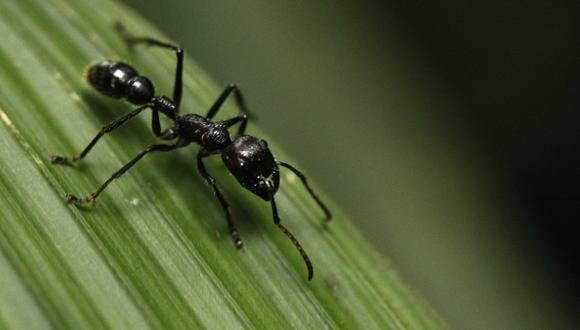 Las hormigas tienen GPS que les permite guiarse marcha atrás