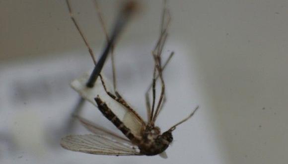 Lambayeque: reportan lugares vulnerables a fiebre chikungunya