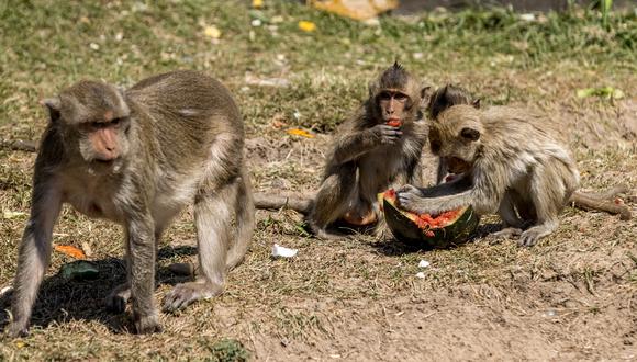 Los monos sacaron al pequeño Keshav Kumar de su casa. (Foto referencial: Jack TAYLOR / AFP)