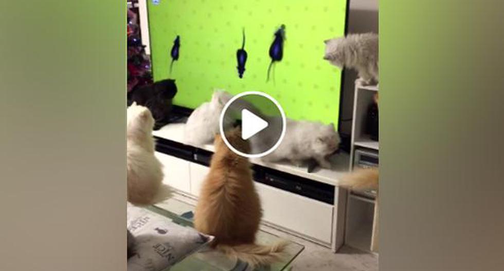 Facebook Viral: un grupo de gatos observó atentamente la pantalla de una TV por este motivo. (foto: Viralhog)