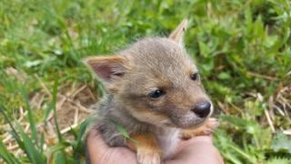 Cajamarca: autoridades rescatan a un zorro costeño bebé que iba a ser vendido por S/300 