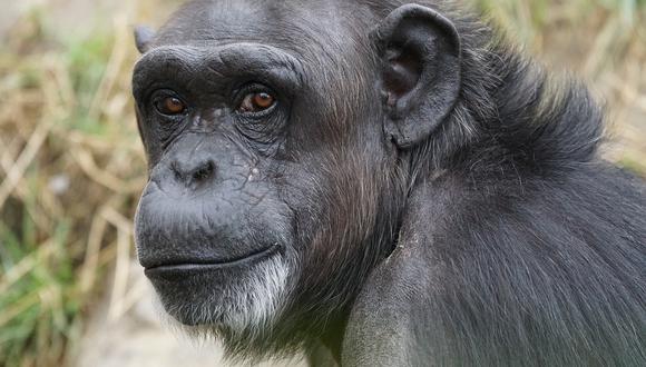 Los chimpancés tienen una similitud genética muy grande con los humanos. (Foto: Pixabay)