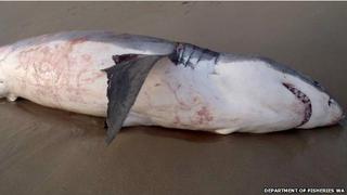 El tiburón que se atragantó con un león marino australiano