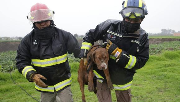 Dos perros estuvieron atrapados dentro del socavón de Puebla y rescatistas lograron salvarlos. (Foto: Gobierno de Puebla)