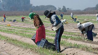 Cerca de 250.000 agricultores se inscribieron en el padrón del Midagri