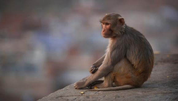 Los medicamentos experimentales son probados primero en primates no humanos. (Foto: Getty Images)