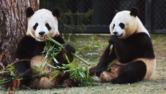 Osos pandas chinos se postulan como sucesores del pulpo Paul