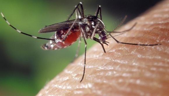 Dengue en el Perú: recomendaciones que debes seguir para evitar las picaduras de mosquitos. (Foto: Pixabay)