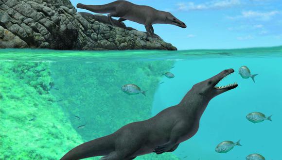Reproducción artística de dos individuos de Peregocetus, uno de pie a lo largo de la costa rocosa de lo que hoy en día es Perú y el otro en el agua. Reconstrucción de A. Gennari.