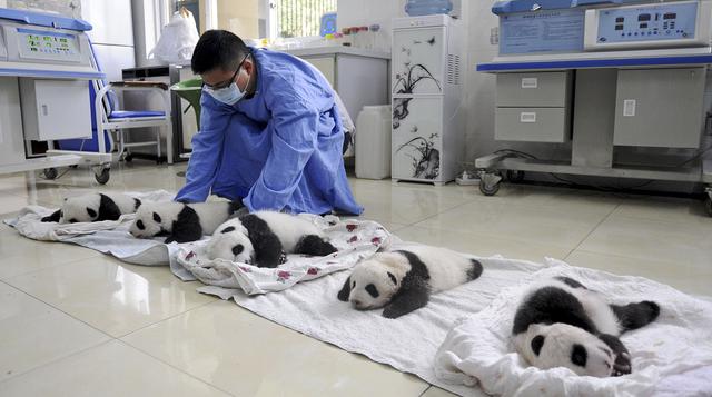 Cachorros de oso panda gigante hacen su aparición en China - 4