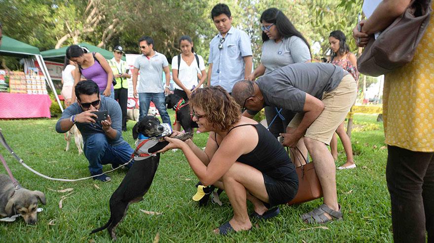 Animales víctimas de huaicos fueron adoptados - 2