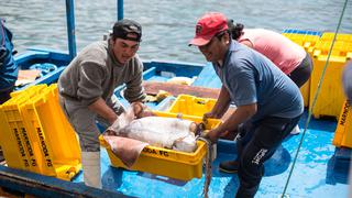 Produce: Pesca creció 18,2% impulsada por el mayor desembarque de anchoveta