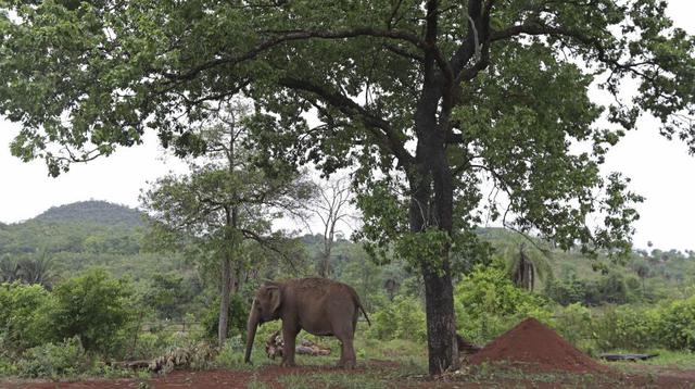 Así es el primer santuario para elefantes de Latinoamérica - 8