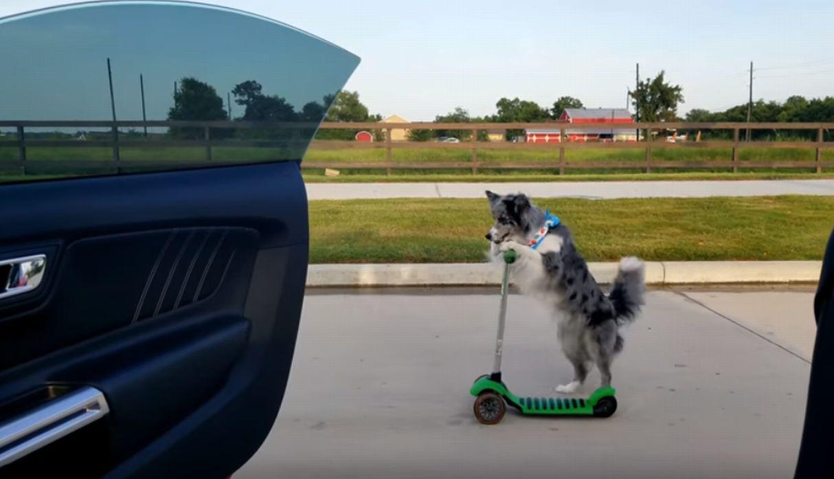 El accionar del perro a impactado a miles de cibernautas. (YouTube: Viralhog)