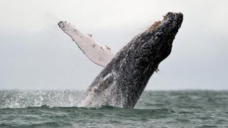 Nueva Zelanda creará gigantesco santuario marino